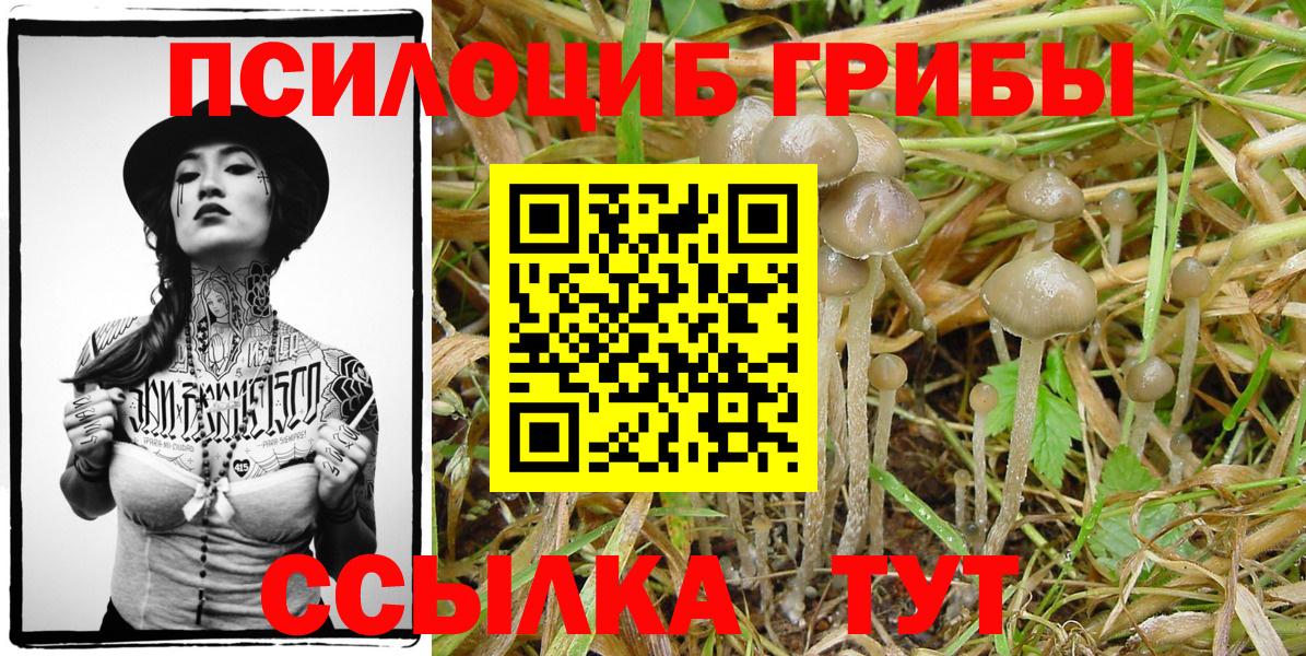 Галлюциногенные грибы Psilocybine cubensis Воскресенск